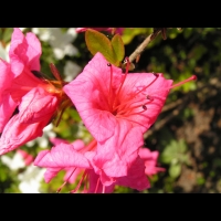 Azalee - Azalea Dispa (fam. Ericacees) (4)